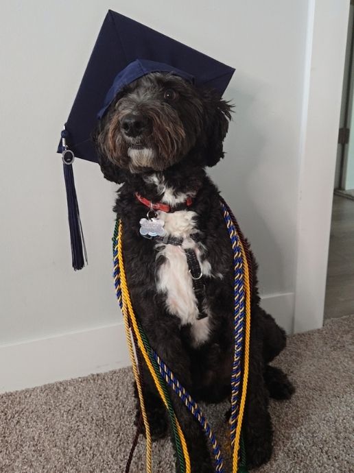Aquiala Murray's dog wearing a graduation cap