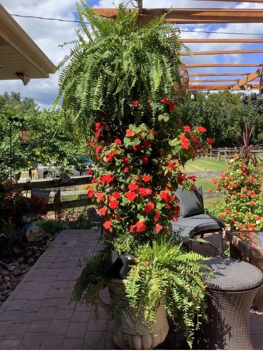 A flowery garden